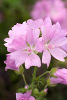 Malva moschata - RHS Hampton Court Flower Show 2010 
