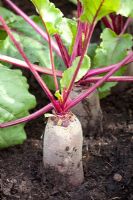 Beta vulgaris 'Alto F1' - RHS Hampton Court Flower Show 2010