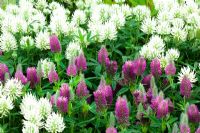 Trifolium pannonicum with Trifolium rubens - RHS Hampton Court Flower Show 2010 