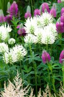 Trifolium pannonicum with Trifolium rubens - RHS Hampton Court Flower Show 2010 