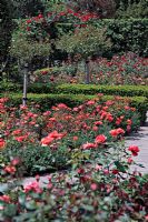 Rosa 'Queen Elizabeth' at the Queen Mother's Rose Garden at RHS Rosemoor