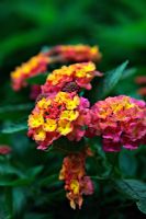 Lantana 'Sunrise Rose'