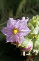 Solanum melongena 'Pinstripe' 