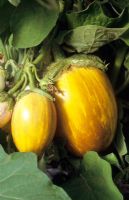Solanum melongena 'Pinstripe'
