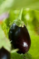 Solanum melongena 'Giotto F1 hybrid' 