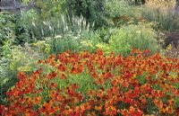 Helenium 'Moerheim Beauty', Veronicastrum virginicum f. roseum 'Pink Glow' and Fennel - Parham House and Garden, Sussex