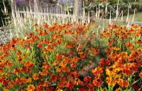 Helenium 'Moerheim Beauty', Veronicastrum virginicum f. roseum 'Pink Glow' and bronze fennel - Parham House and Garden, Sussex