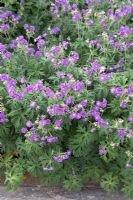 Geranium pratense 'Plenum Violaceum'