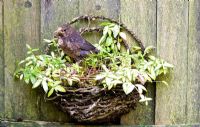 Fledgling bird sitting in wall mounted basket