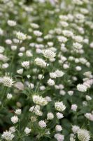 Astrantia 'Buckland'