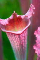 Sarracenia x juthatip 'Soper'  - Pitcher Plant