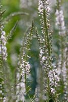 Lysimachia ephemerum