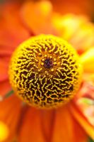 Helenium 'Sahin's Early Flowerer'