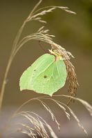 Gonepteryx rhamni - Brimstone butterfly

