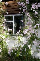 Rosa 'Paul's Himalayan Musk'