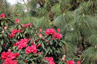 Rhododendron 'Noyo Chief' x 'Etta Burrows' is a contender to be named and propagated according to head gardener Malcolm Pharaoh at Marwood Hill Gardens, North Devon. Shown with Pinus montezumae