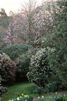 Magnolias, Camellia and Rhododenrons at Marwood Hill Gardens with a Rhododenron macabeanum hybrid 'Fortune' centre frame (creamy yellow flowers)