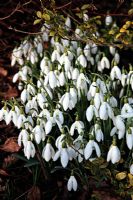 Galanthus 'Straffan' - Snowdrops at Little Cumbre, Exeter, February