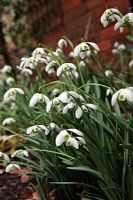 Galanthus 'Dionysus' - Snowdrops at Little Cumbre, Exeter during February