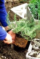 Herb Hexagon - Step 6. Plant a selection of your favourite herbs in the raised bed and in the gaps between the blocks