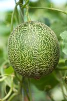 Cucumis melo - Galia Melon