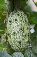 Cucumis metuliferus - Horned melon cucumber