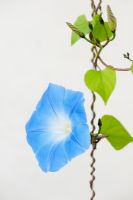 Ipomoea tricolor 'Heavenly Blue' climbing up wires against a white wall at RHS Harlow Carr