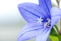 Platycodon grandiflorus 'Astra Blue' - Chinese bellflower