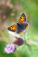 Lycaena phlaeas - Small copper butterfly