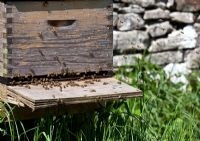Apis mellifera - Honey bees and hive