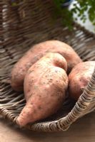 Ipomoea batatas - Sweet Potatoes
