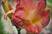 Hemerocallis 'Formal Appearance' - Daylily