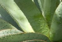 Aloe marlothii