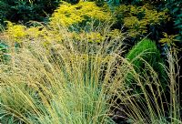 Molinia caerulea 'Variegata' and Solidago 'Goldenmosa' - Goldenrod