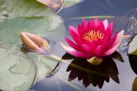 Nymphaea 'Escarboucle' - Waterlily