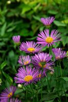 Erigeron 'Dunkelste Aller' AGM