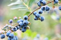 Vaccinium corymbosum 'Jersey'