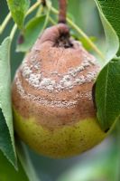 Monilinia fructicola - Brown rot on a Pear 'Delbard Gourmande Delsavor' 