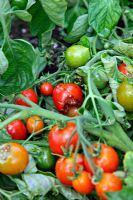 Tomatoes 'Red Alert' with bird damage