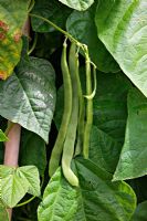 Phaseolus - Climbing French Bean 'Limka'