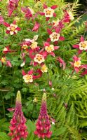 Aquilegia McKana Hybrids and Lupinus 'The Page' at Lilac Cottage NGS, Gentleshaw, Staffordshire 