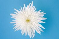 Chrysanthemum - Dendranthemum 'Delistar'