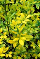 Jasminum nudiflorum 'Aurea' -  Jasmine