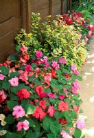 Impatiens in border