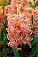 Hyacinthus 'Orange Boven'