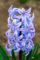 Hyacinthus 'Duchess of Westminster'