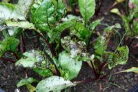 Beetroot showing signs of Pegomya hyoscyami - Beet Leaf Miner