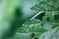 Minoa murinata - Looper caterpillar feeding on blackcurrant leaves