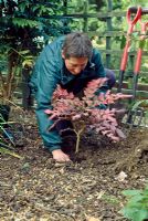 Planting Mahonia - Firming in layers to prevent air pockets forming