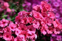 Phlox 'Light Pink Flame'